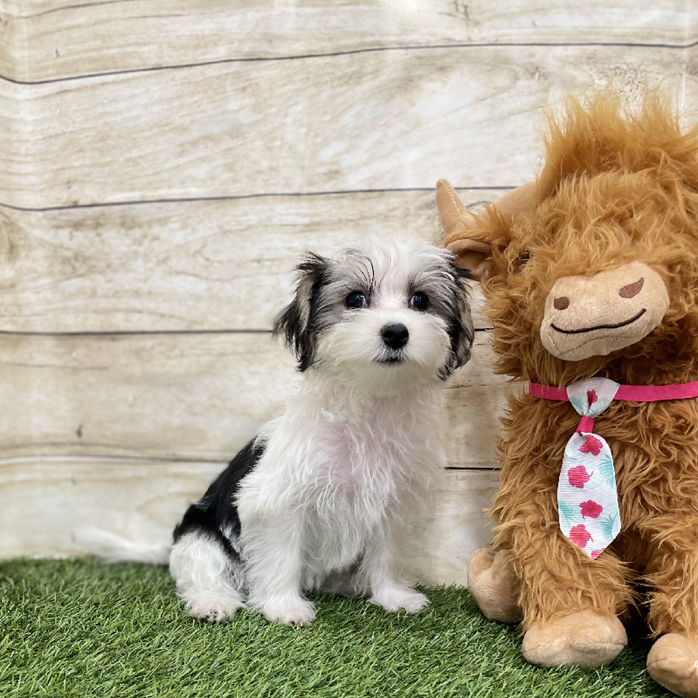 Female Morkie Puppy for Sale in Braintree, MA