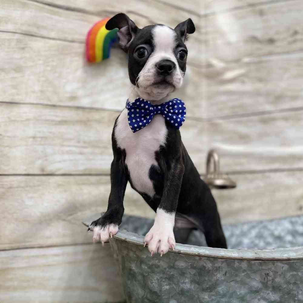 Male Boston Terrier Puppy for Sale in Braintree, MA