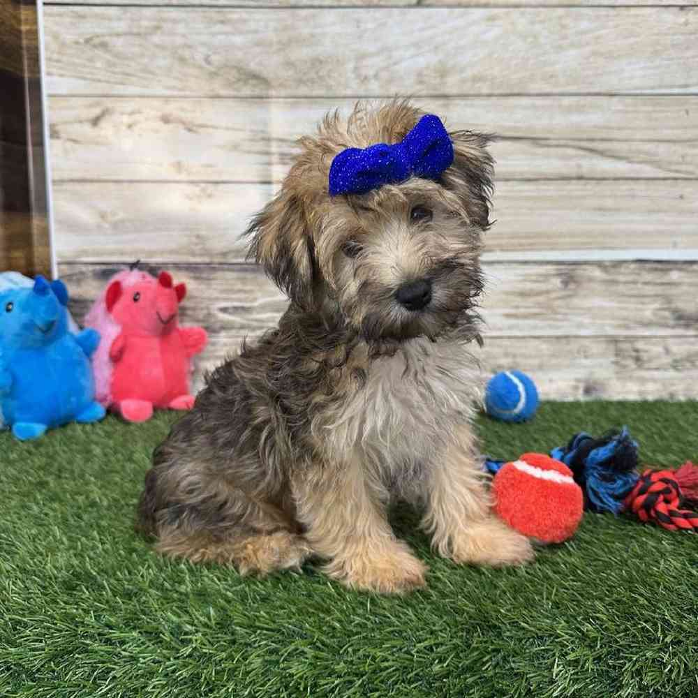 Female Bichon-Poodle 2nd Gen Puppy for Sale in Braintree, MA