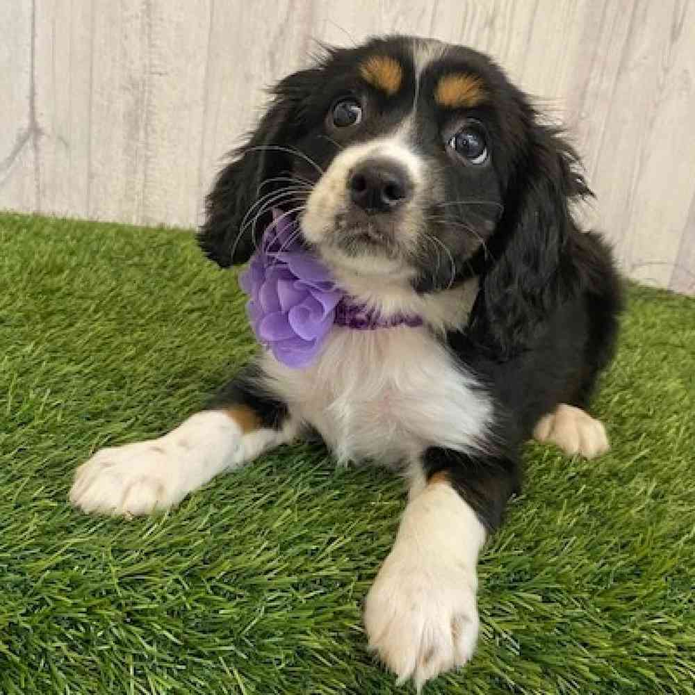 Female Cotralian (Mini Aussie/Cocker Spaniel) Puppy for sale
