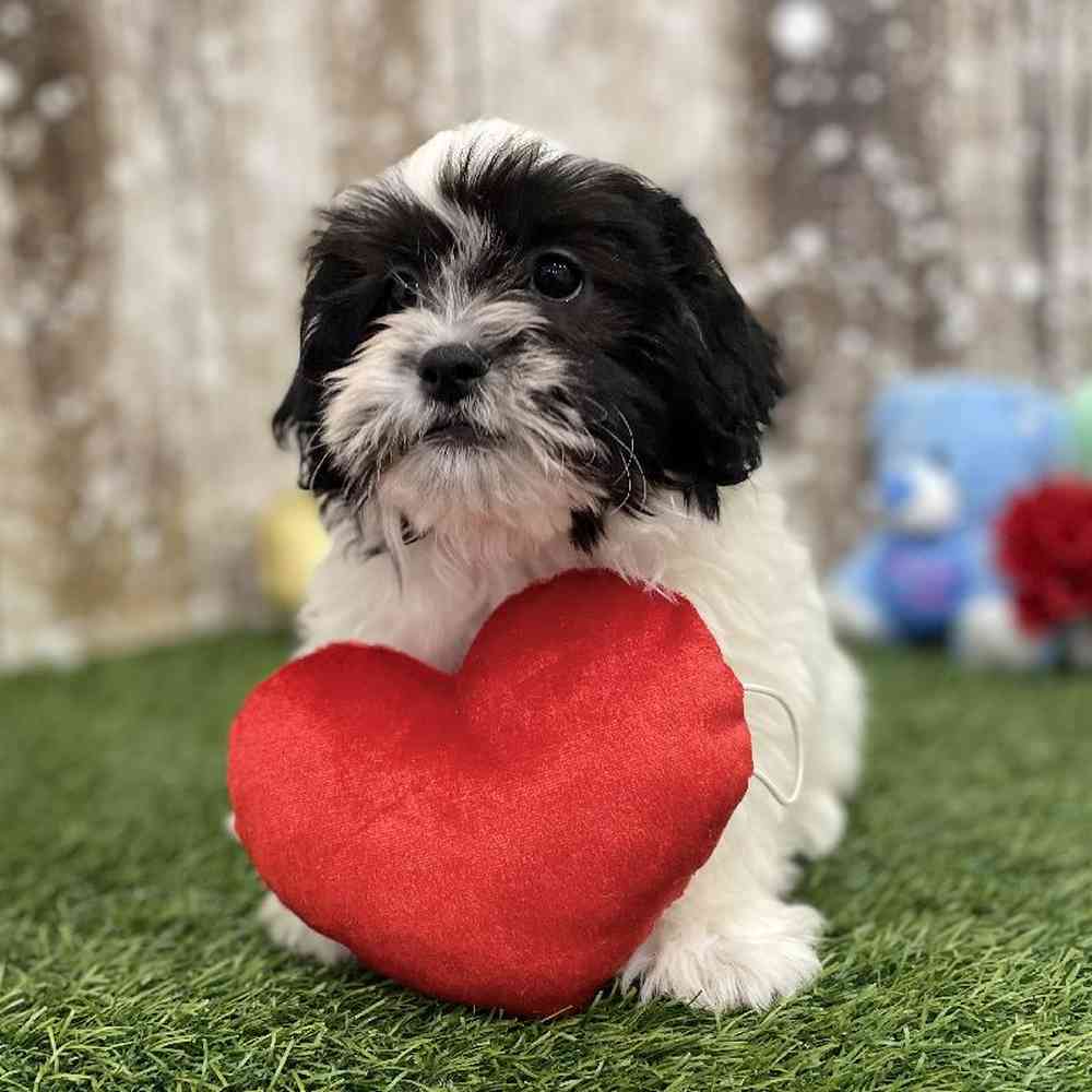 Female Teddy Bear (Zuchon) Puppy for Sale in Braintree, MA