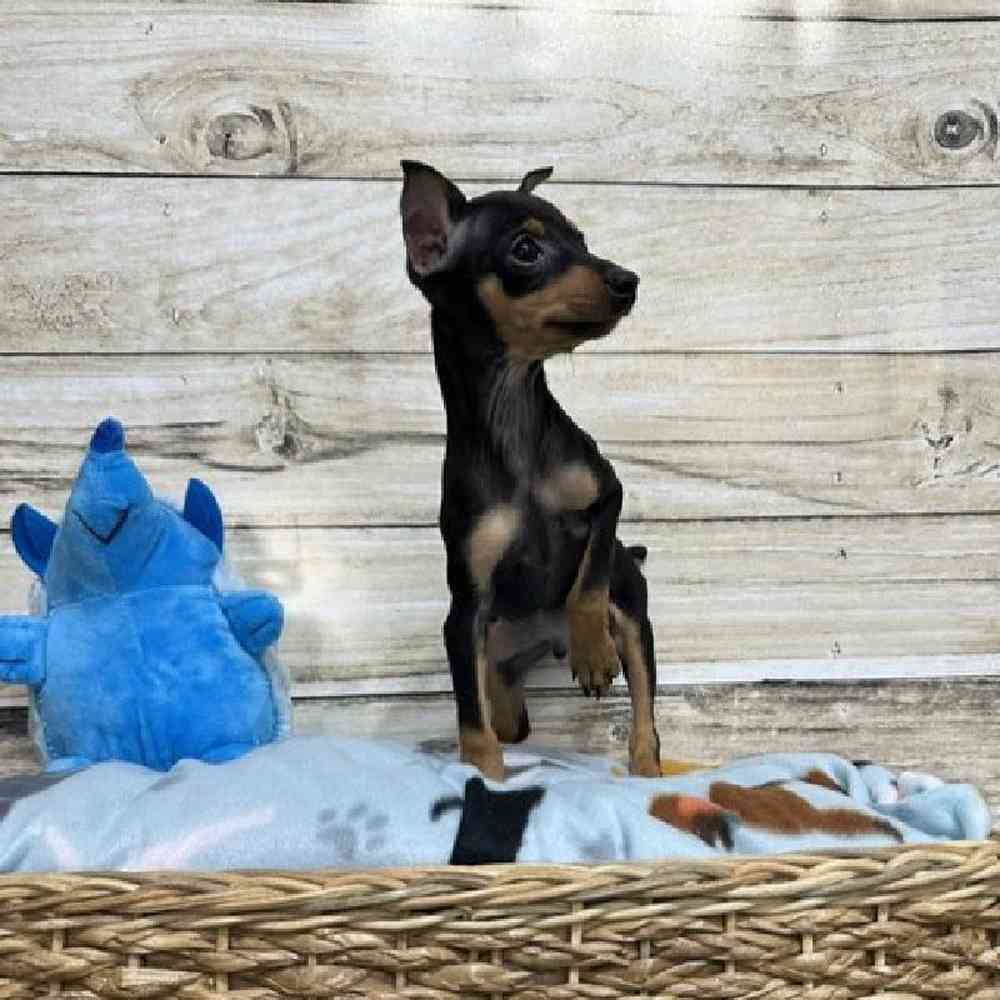 Male Miniature Pinscher Puppy for Sale in Saugus, MA