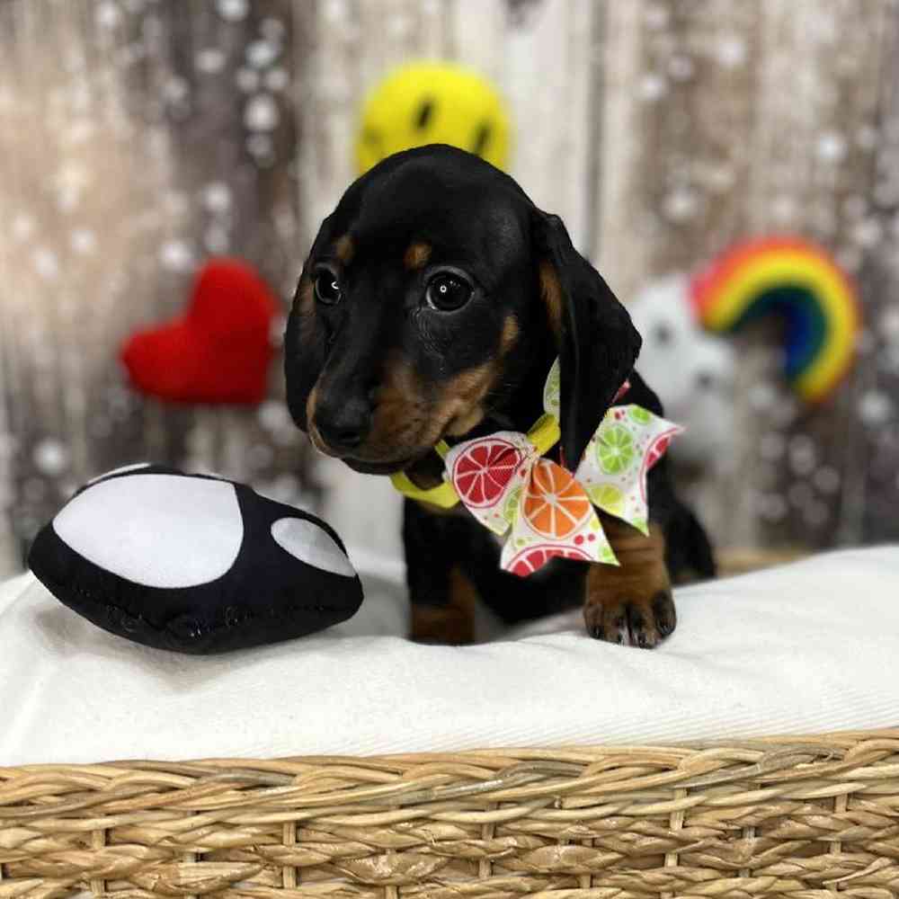 Female Dachshund Puppy for Sale in Saugus, MA