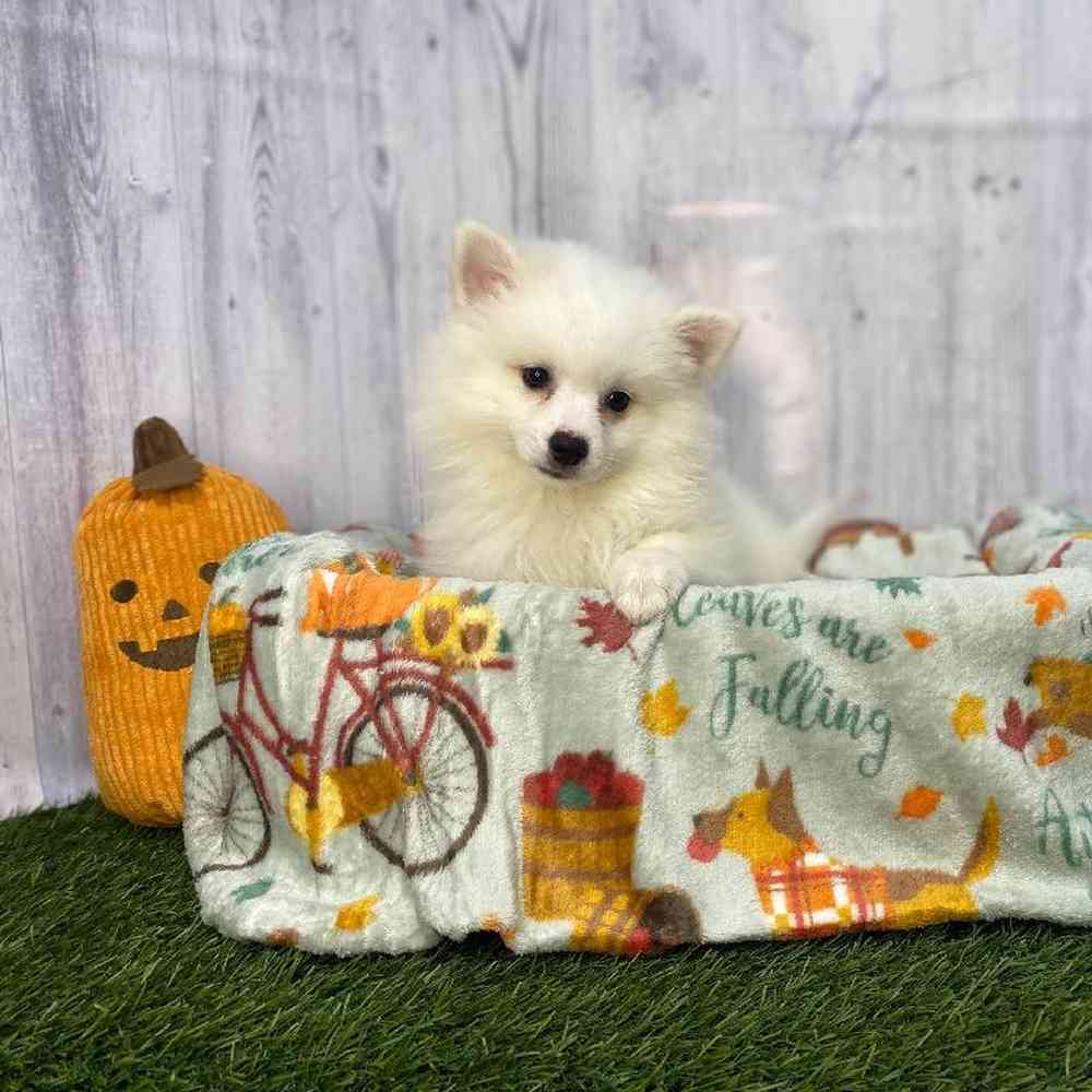 Female American Eskimo Puppy for Sale in Saugus, MA