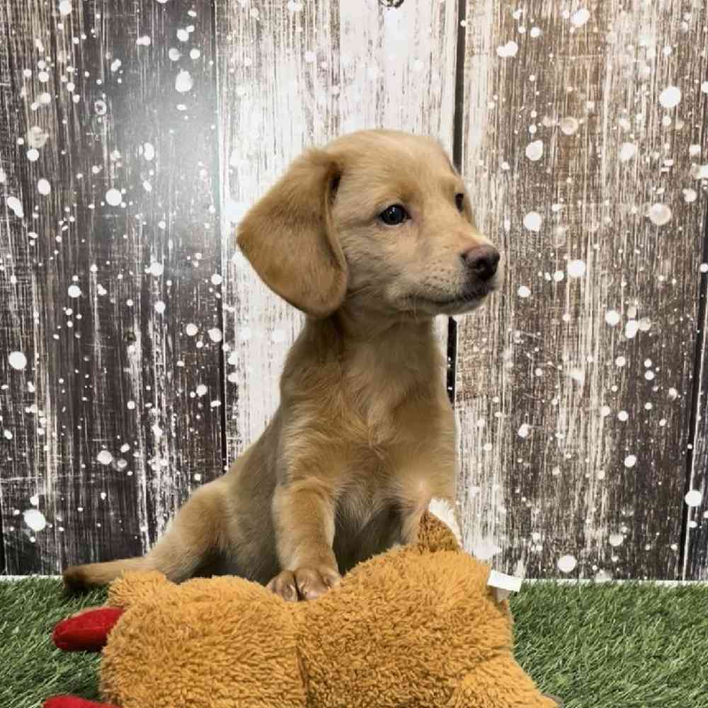 Female Mini Labradoodle 2nd Gen Puppy for Sale in Saugus, MA