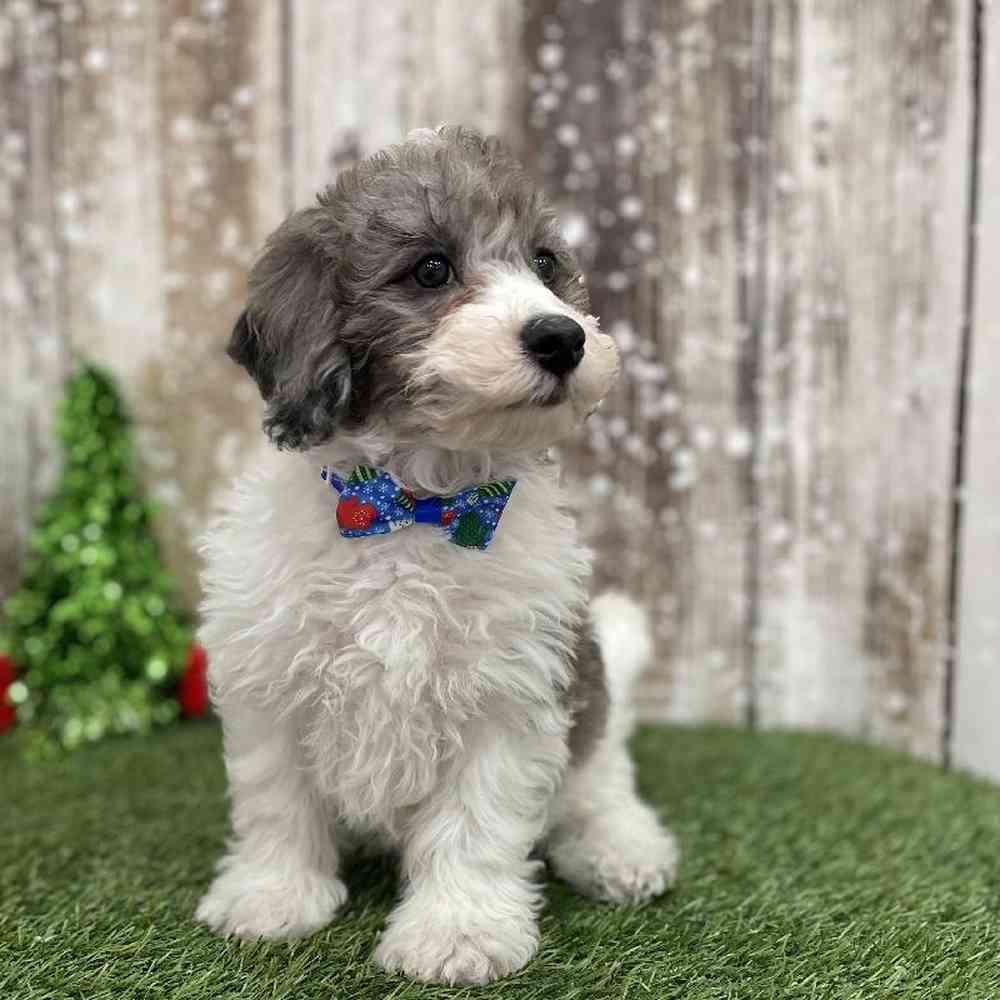 Male Cavachon Puppy for Sale in Braintree, MA