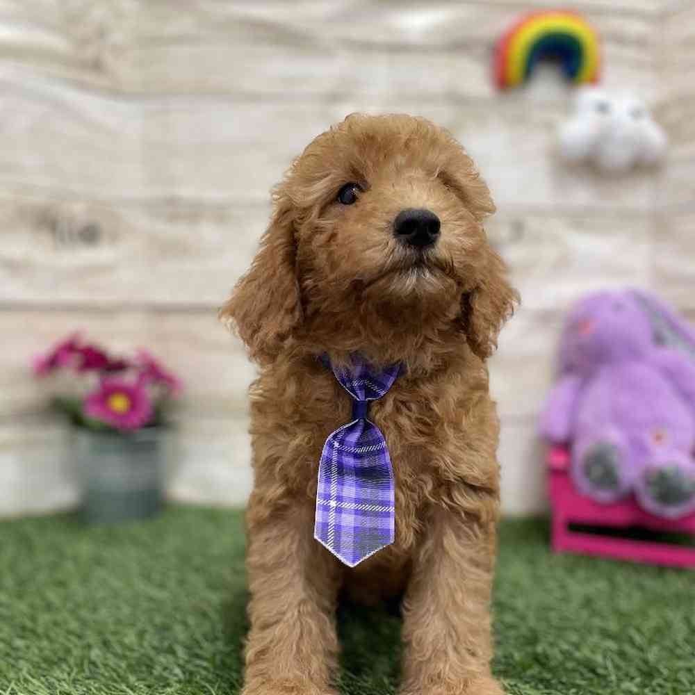Male Mini Labradoodle 2nd Gen Puppy for Sale in Braintree, MA