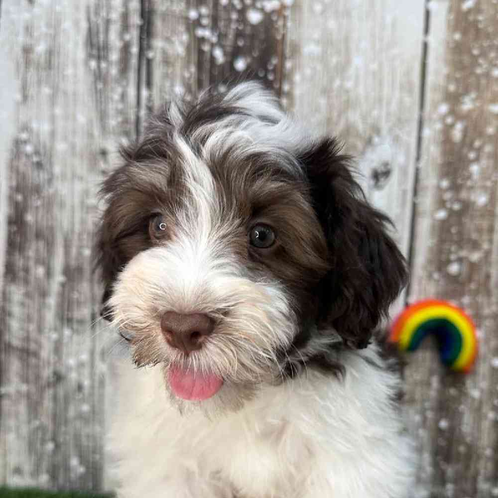 Male Havanese Puppy for Sale in Saugus, MA