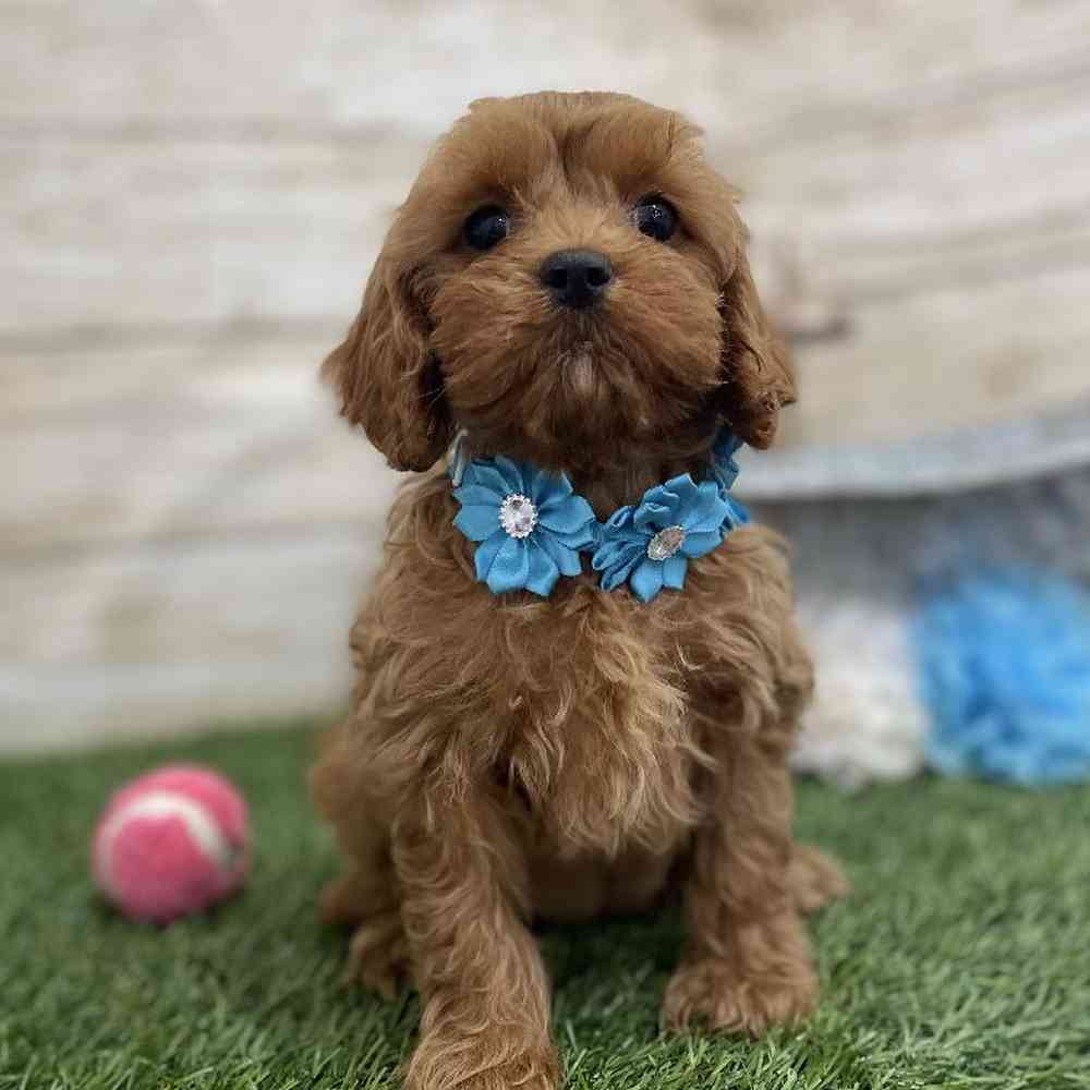 Female Cavapoo Puppy for Sale in Braintree, MA