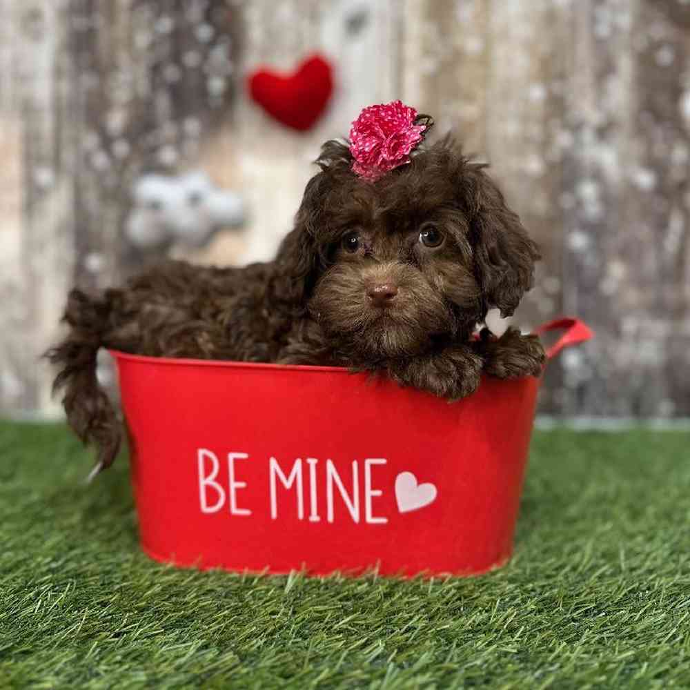 Female Havapoo Puppy for Sale in Saugus, MA
