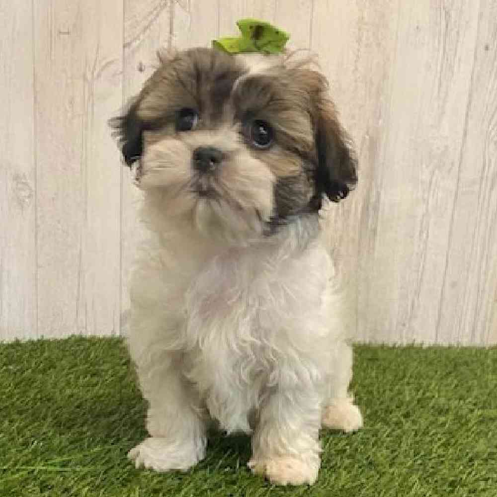 Female Teddy Bear (Zuchon) Puppy for sale