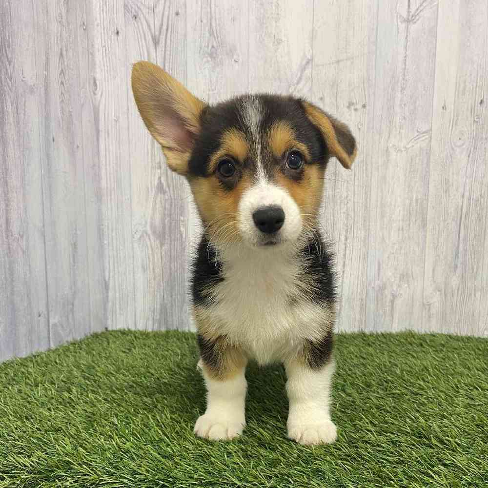 Female Pembroke Welsh Corgi Puppy for Sale in Saugus, MA