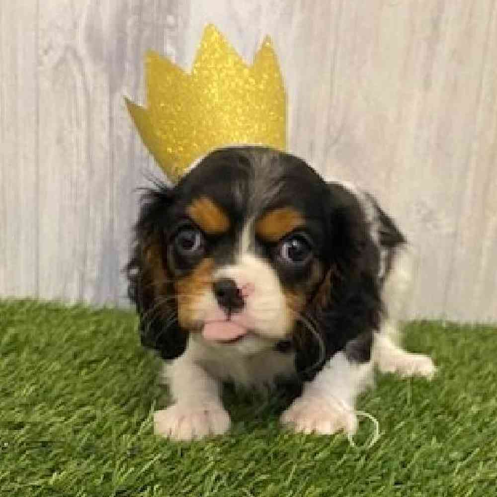 Female Cavalier King Charles Spaniel Puppy for sale