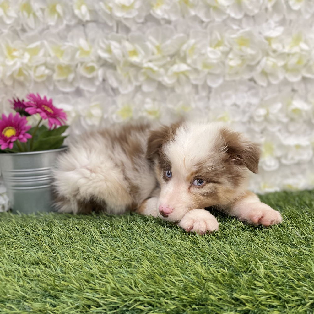 Male Australian Shepherd Puppy for Sale in Braintree, MA