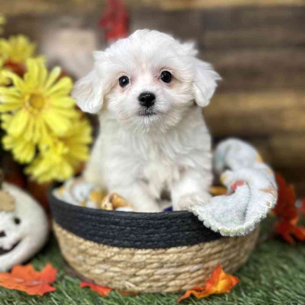 Female Coton De Tulear Puppy for Sale in Saugus, MA