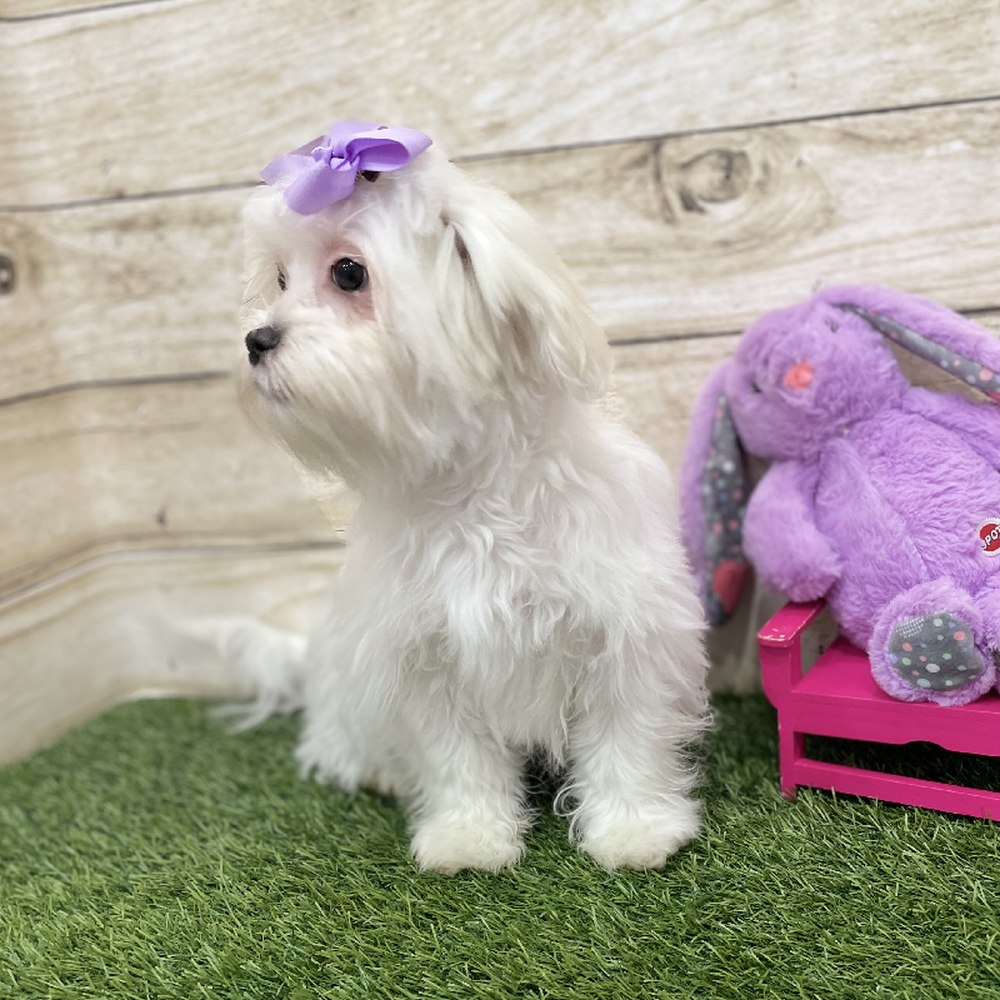 Female Malshi Puppy for Sale in Braintree, MA