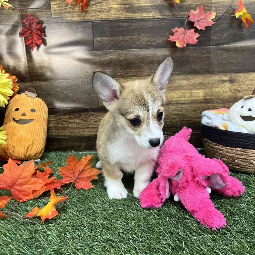 Female Pembroke Welsh Corgi Puppy for Sale in Saugus, MA