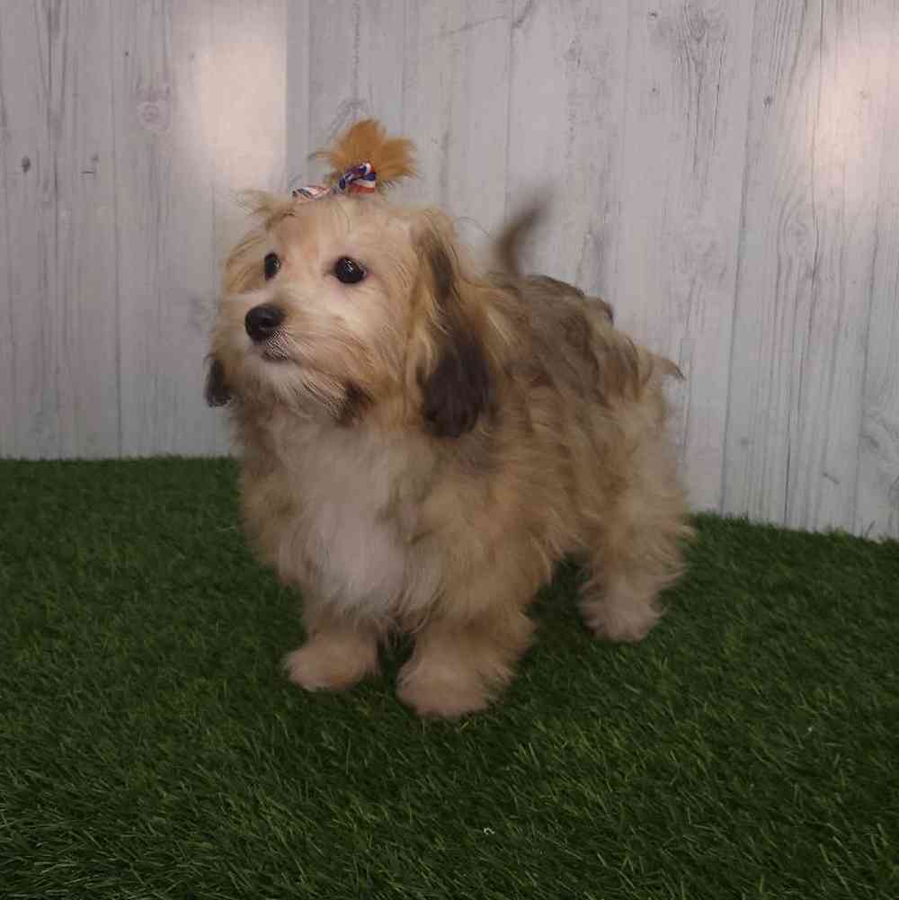 Female Lhatese Puppy for sale
