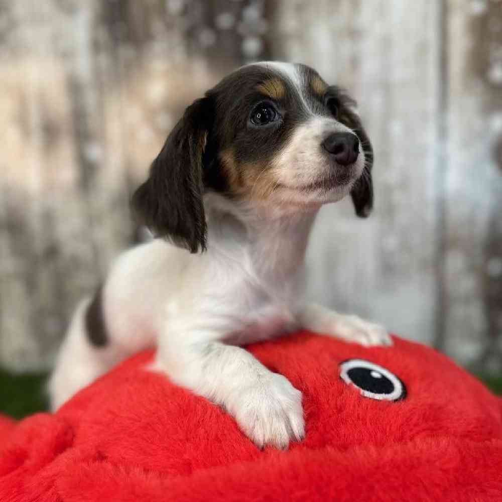 Female Chiweenie Puppy for Sale in Saugus, MA