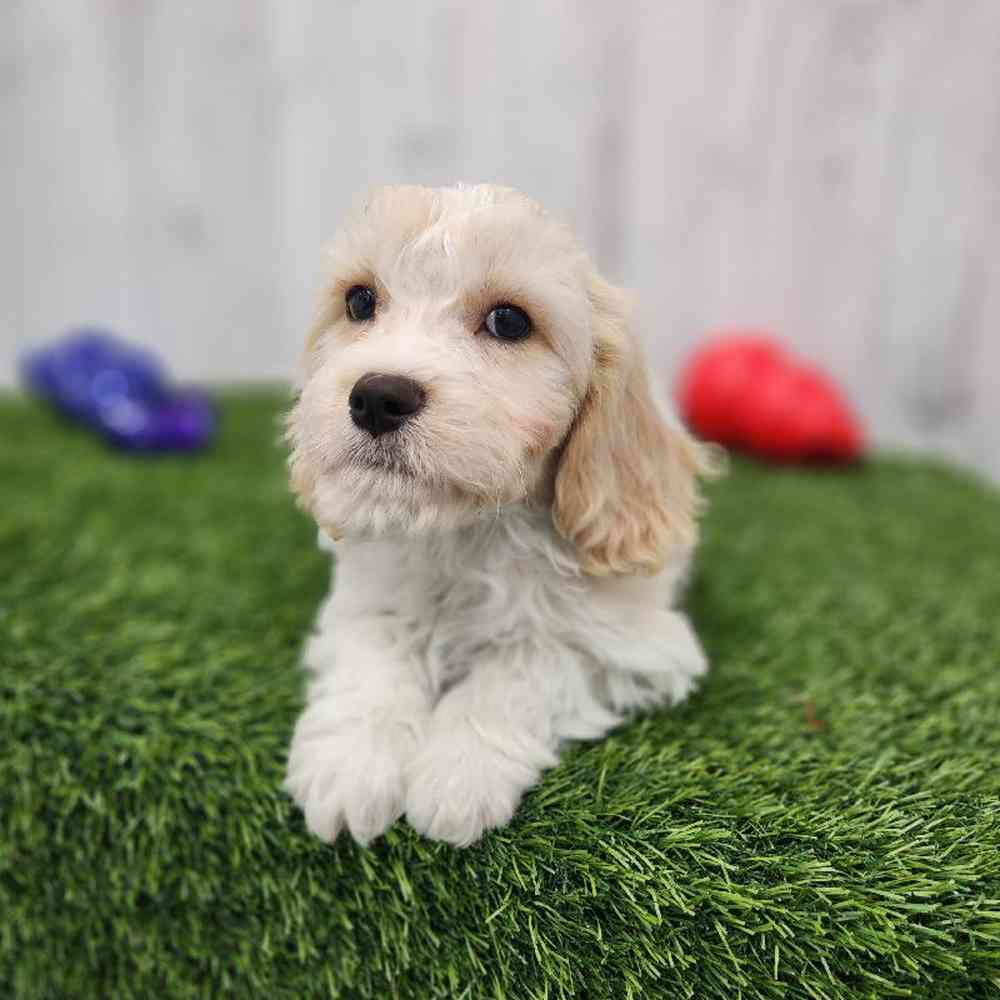 Male Cavachon Puppy for Sale in Braintree, MA