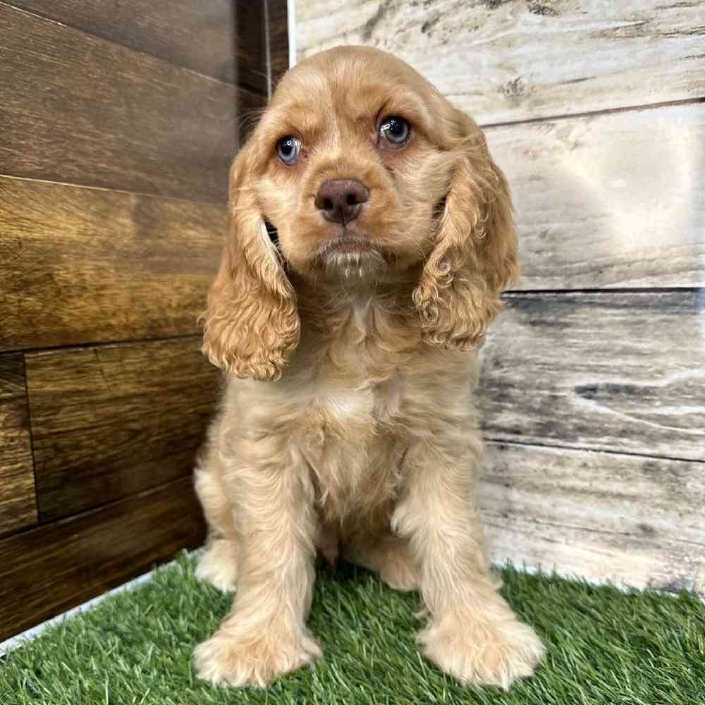 Male Cocker Spaniel Puppy for Sale in Saugus, MA