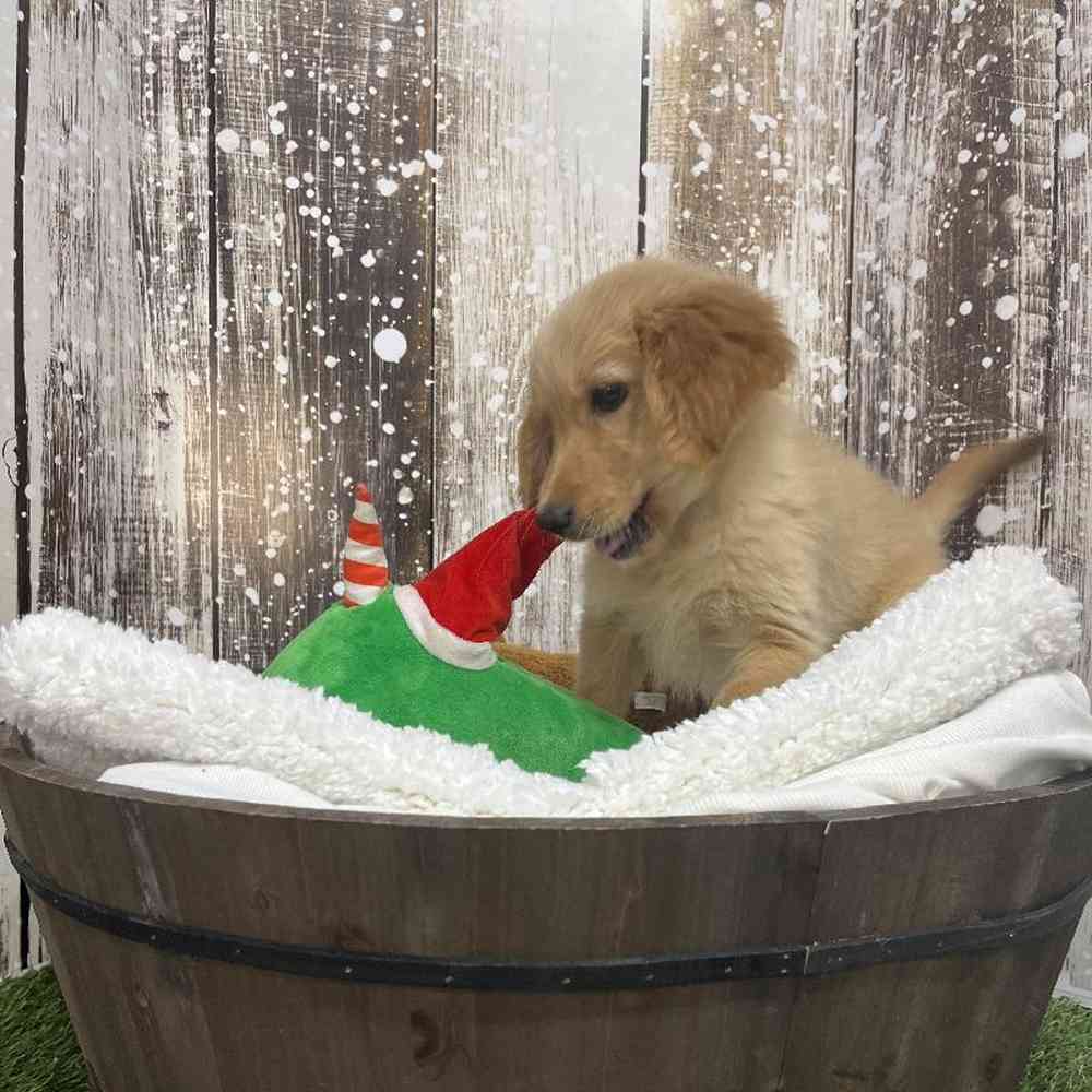 Female Golden Retriever Puppy for Sale in Saugus, MA