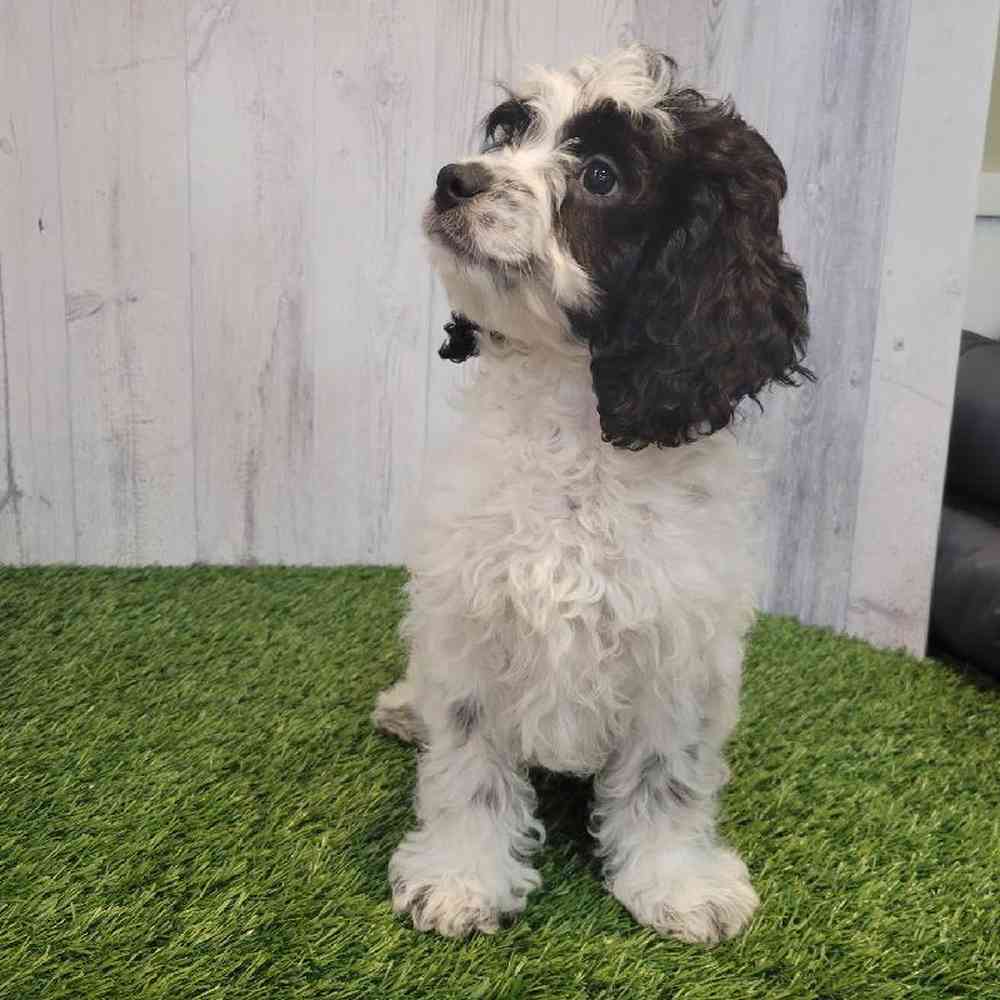 Male Cockapoo Puppy for sale