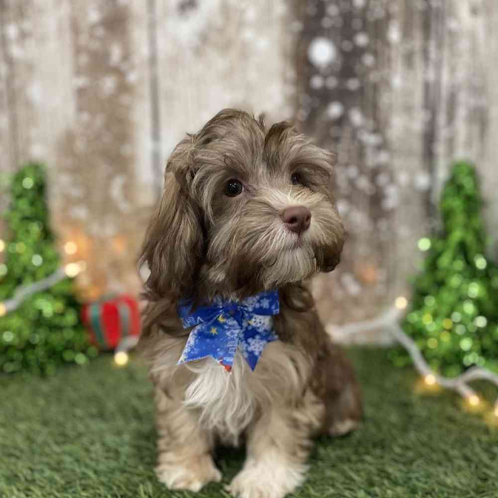 Male Havanese Puppy for Sale in Braintree, MA