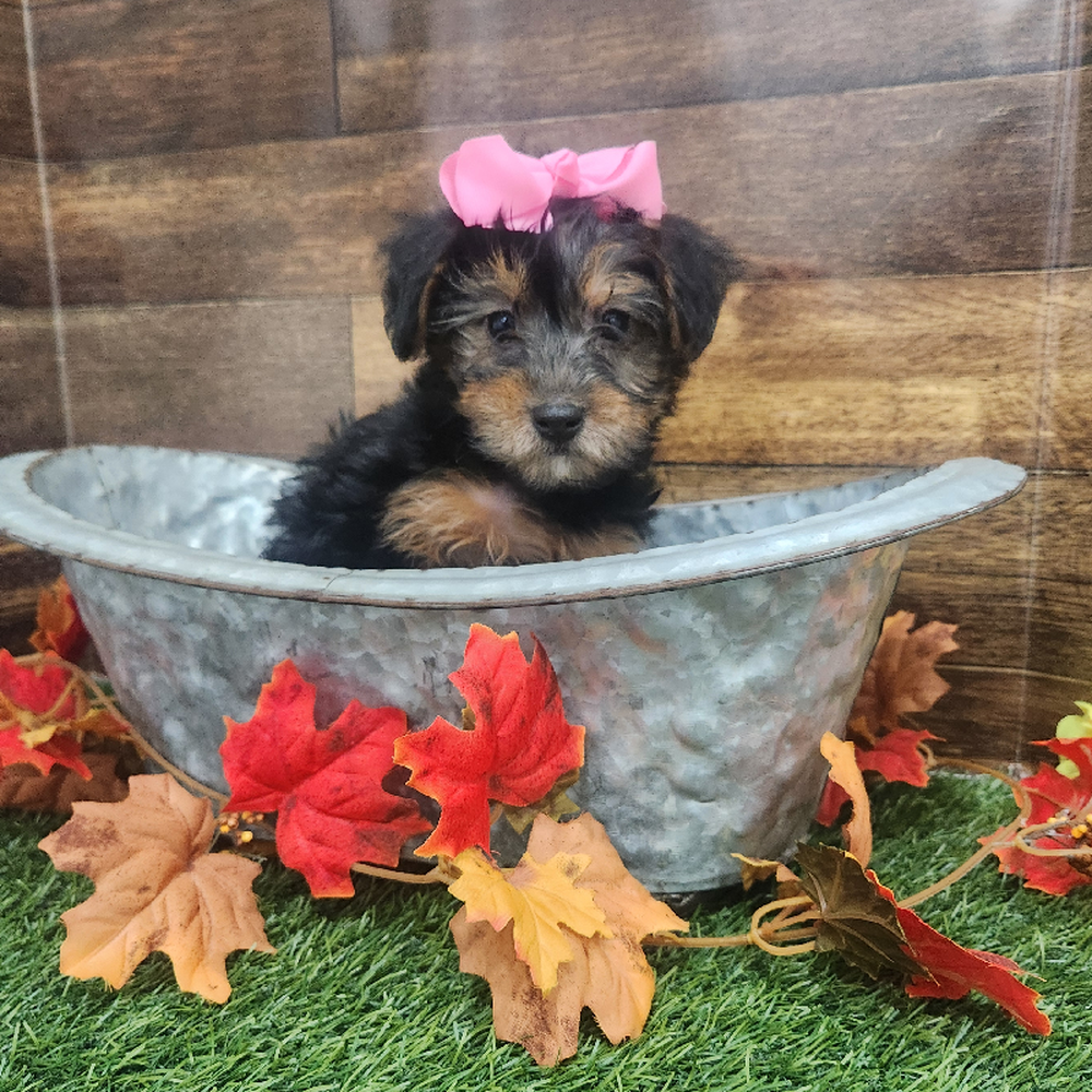 Female Yorkie-Poo Puppy for Sale in Braintree, MA