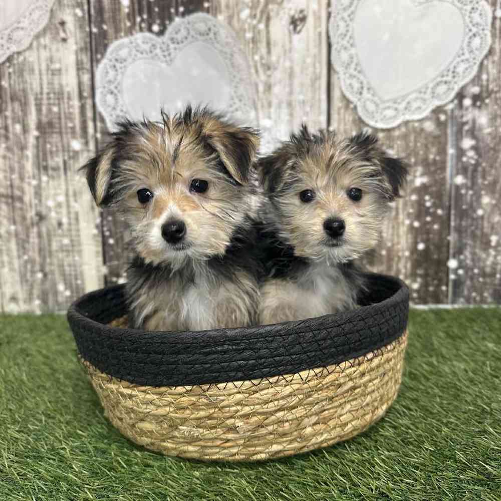 Male Morkie Puppy for Sale in Saugus, MA