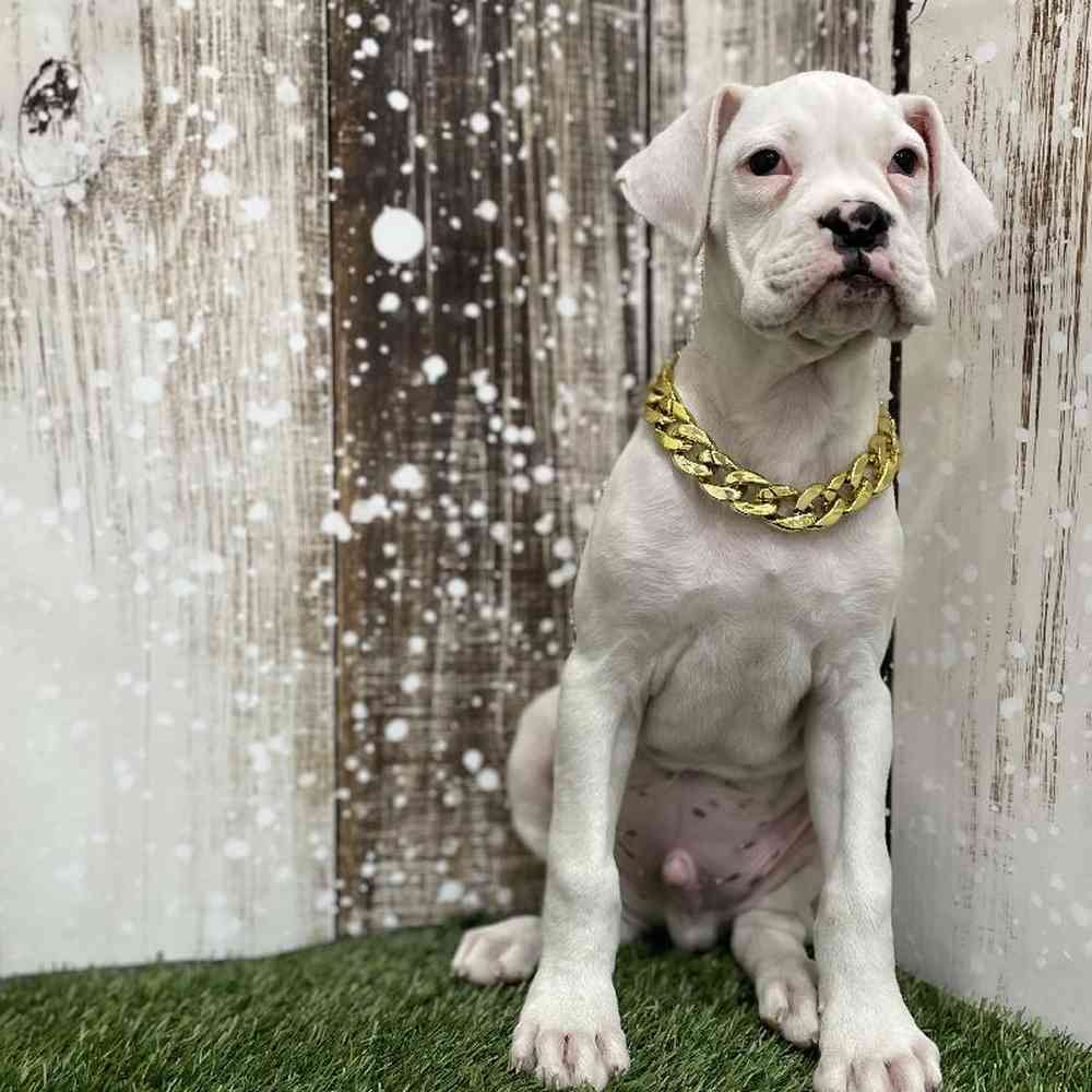 Male Boxer Puppy for Sale in Braintree, MA