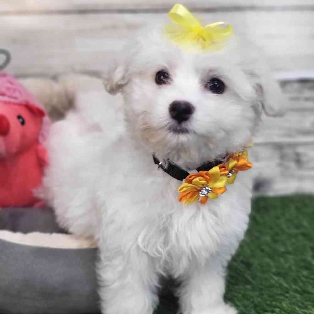 Female Coton De Tulear Puppy for Sale in Saugus, MA