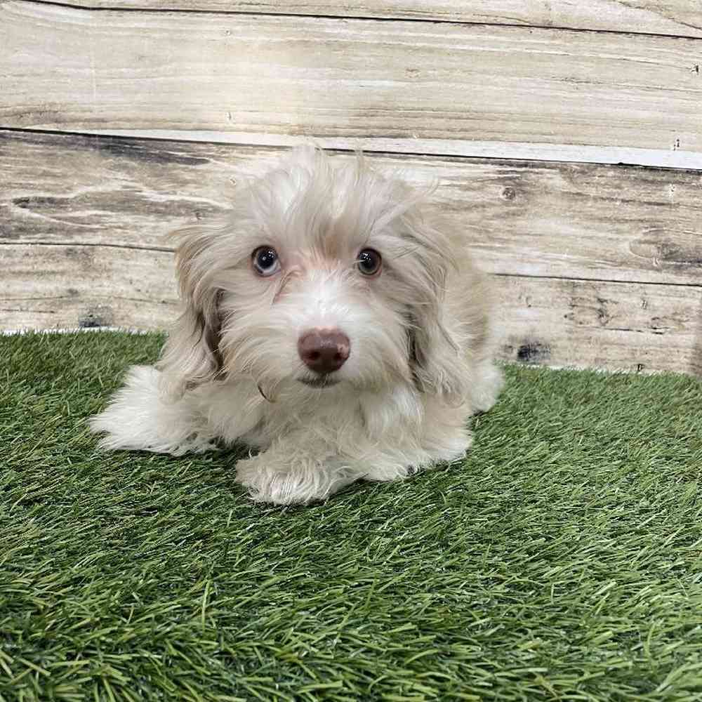 Male Havapoo Puppy for Sale in Saugus, MA