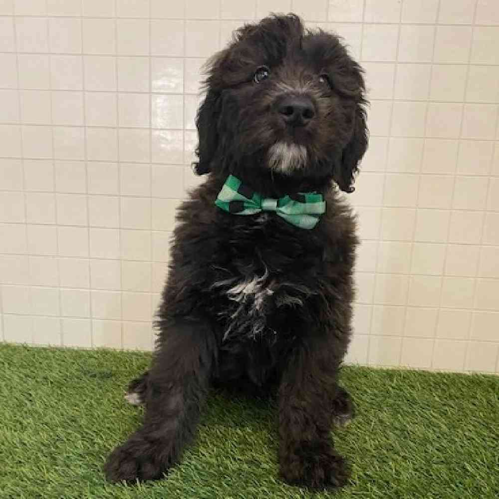 Male Aussiedoodle Puppy for sale