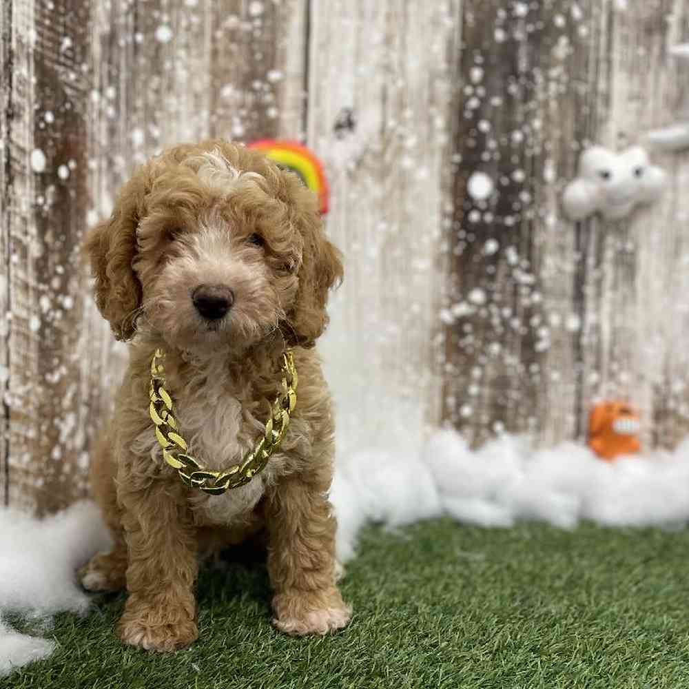 Male Mini Goldendoodle 2nd Gen Puppy for Sale in Braintree, MA