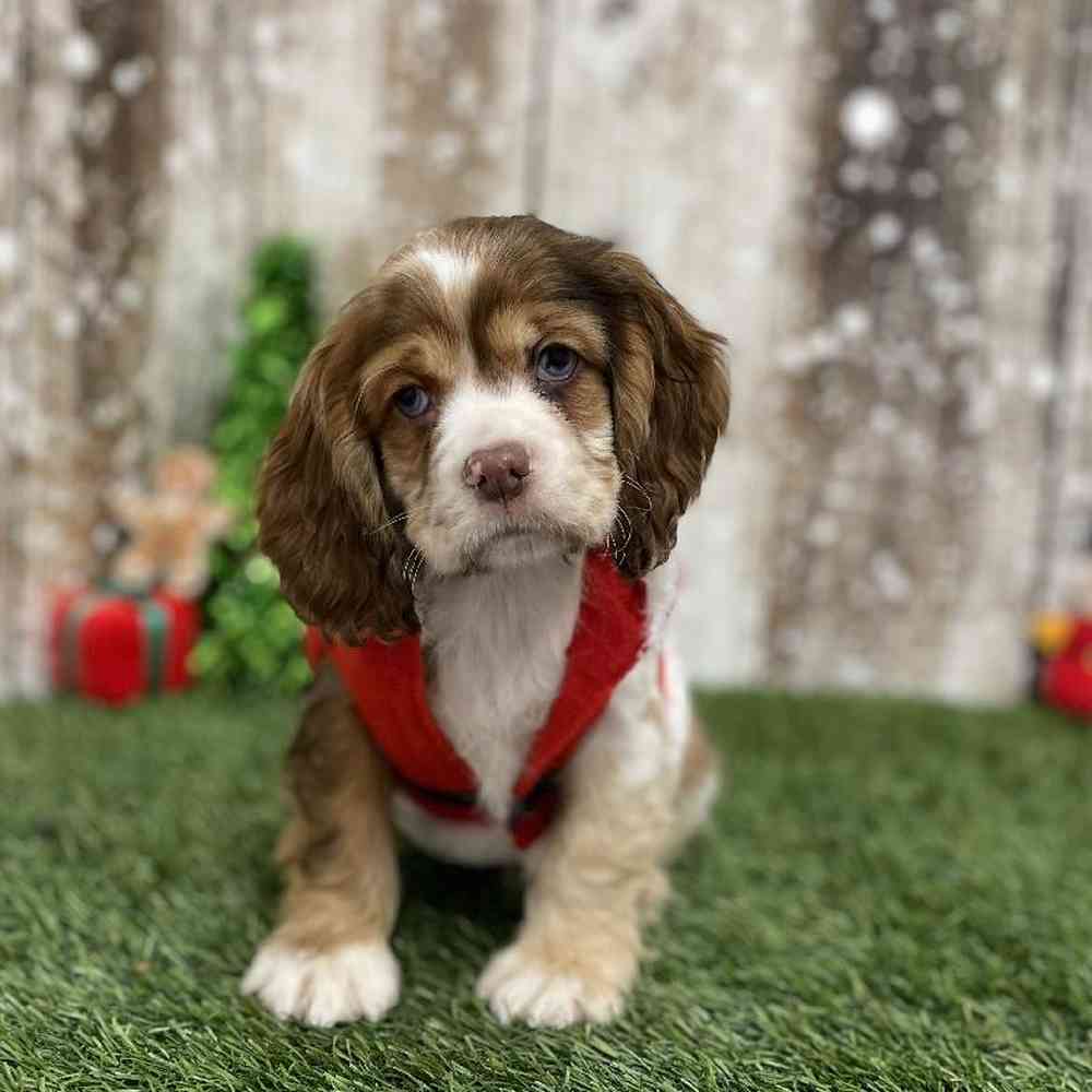 Female Cocker Spaniel Puppy for Sale in Braintree, MA