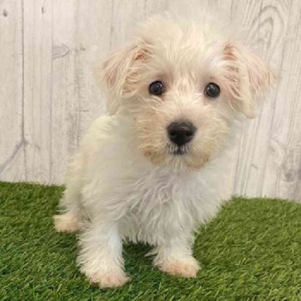 Male Wee-Chon Puppy for sale