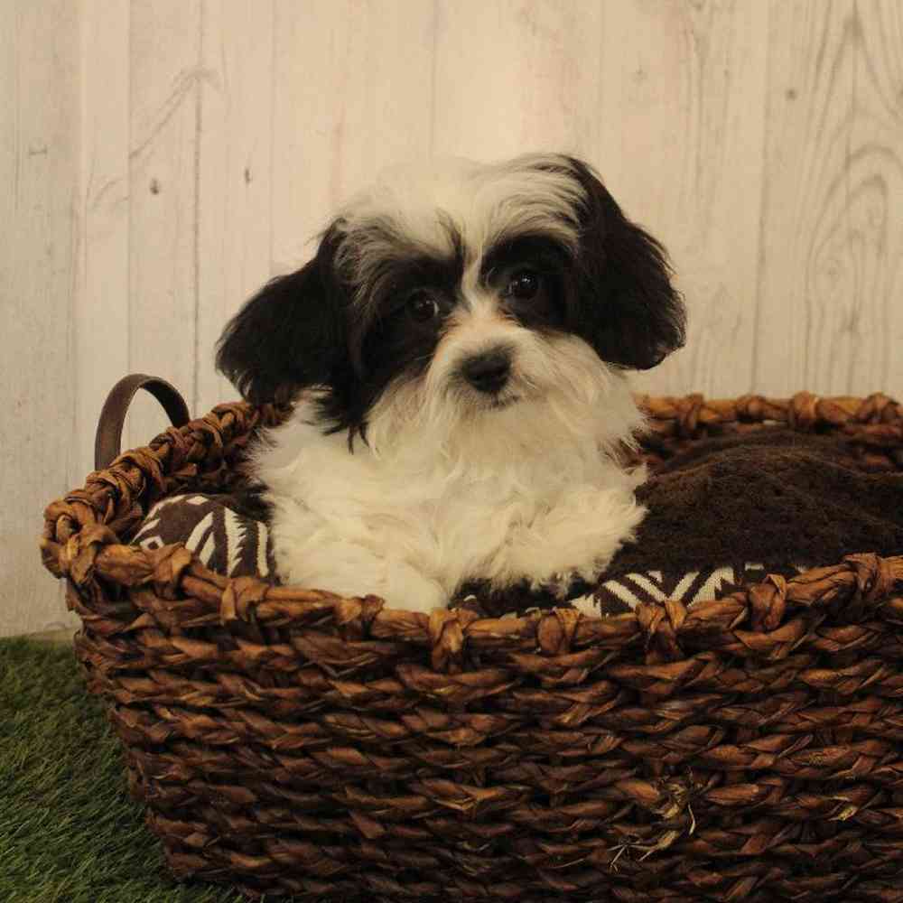 Female Shih-Poo Puppy for Sale in Saugus, MA