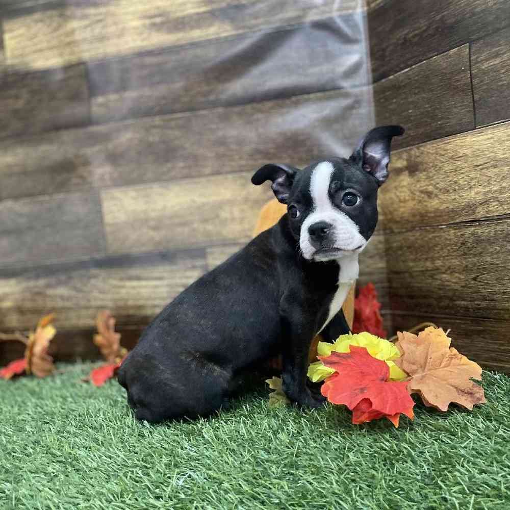 Female Boston Terrier Puppy for Sale in Braintree, MA