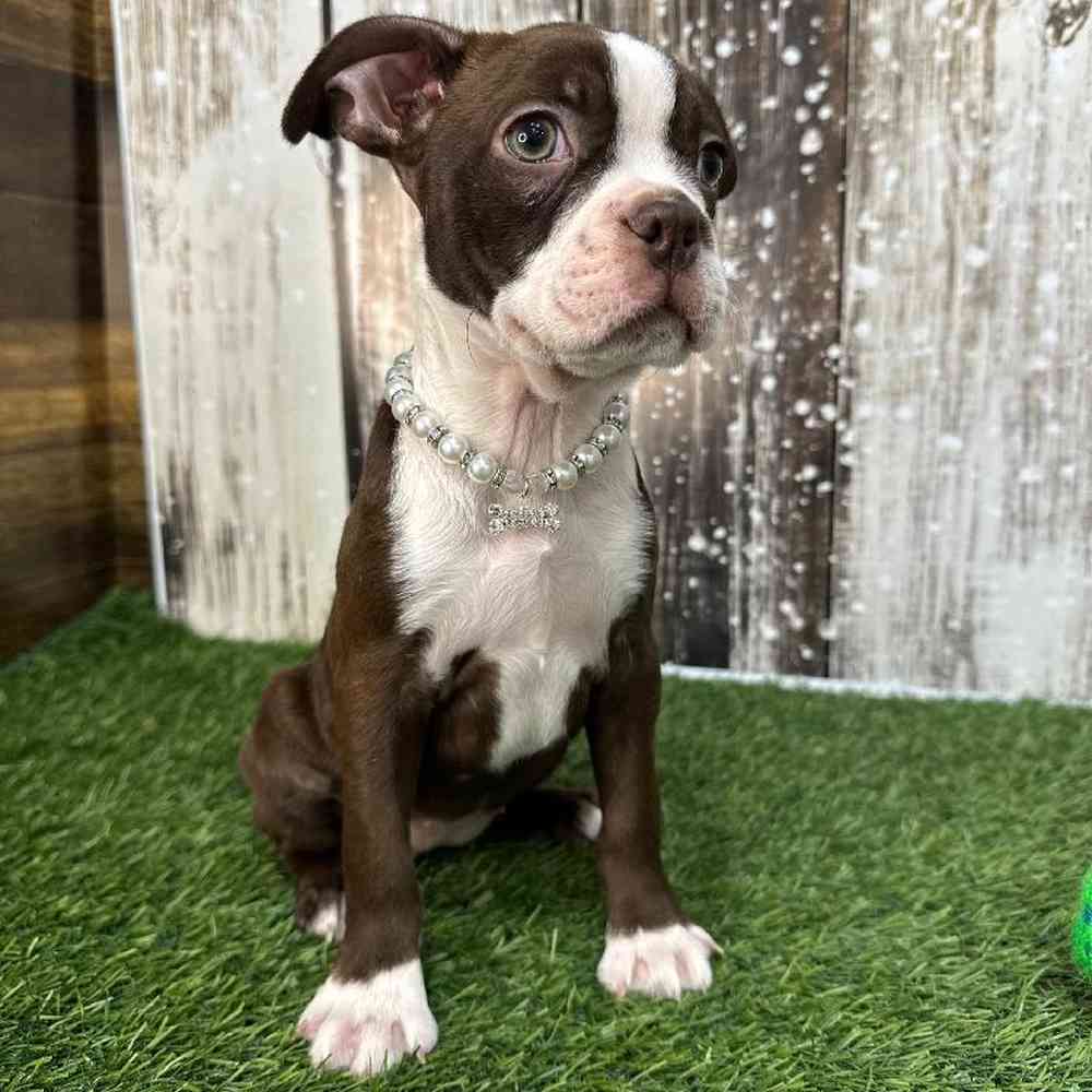 Female Boston Terrier Puppy for Sale in Saugus, MA