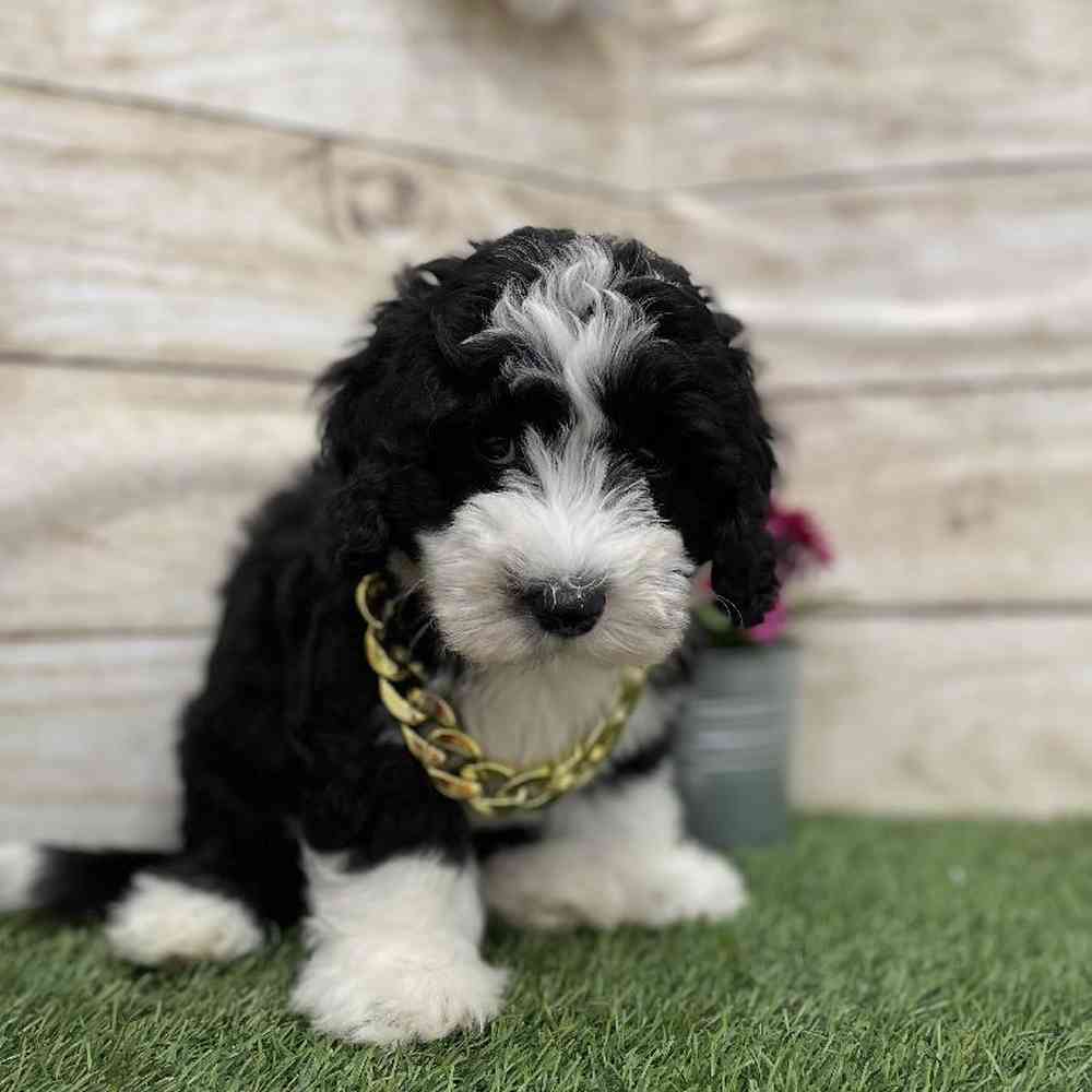Male Mini Sheepadoodle Puppy for Sale in Braintree, MA