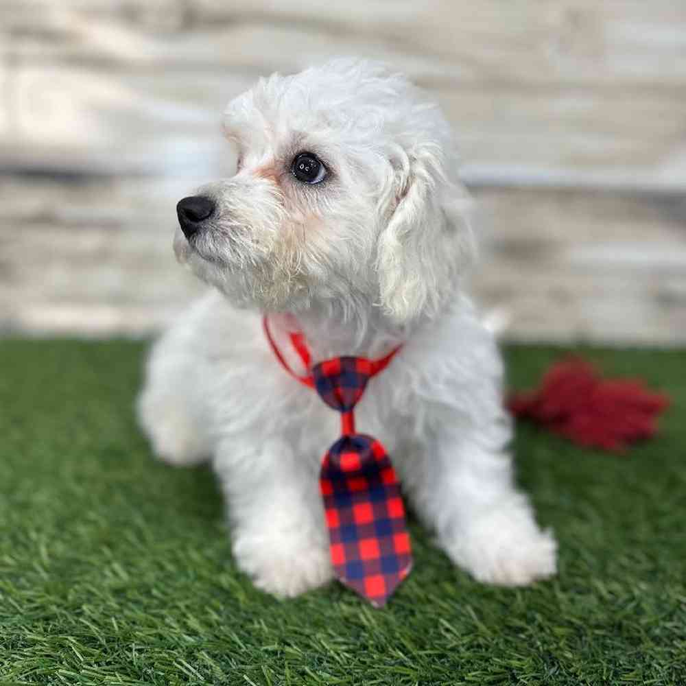 Male Bichon Frise Puppy for Sale in Saugus, MA
