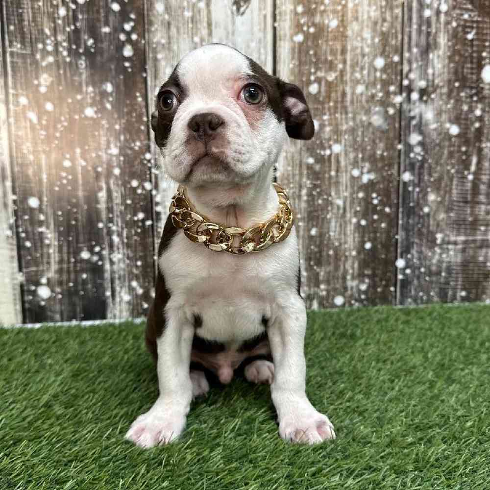 Male Boston Terrier Puppy for Sale in Saugus, MA