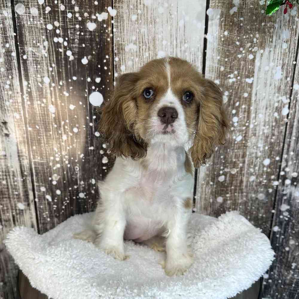 Female Cocker Spaniel Puppy for Sale in Braintree, MA