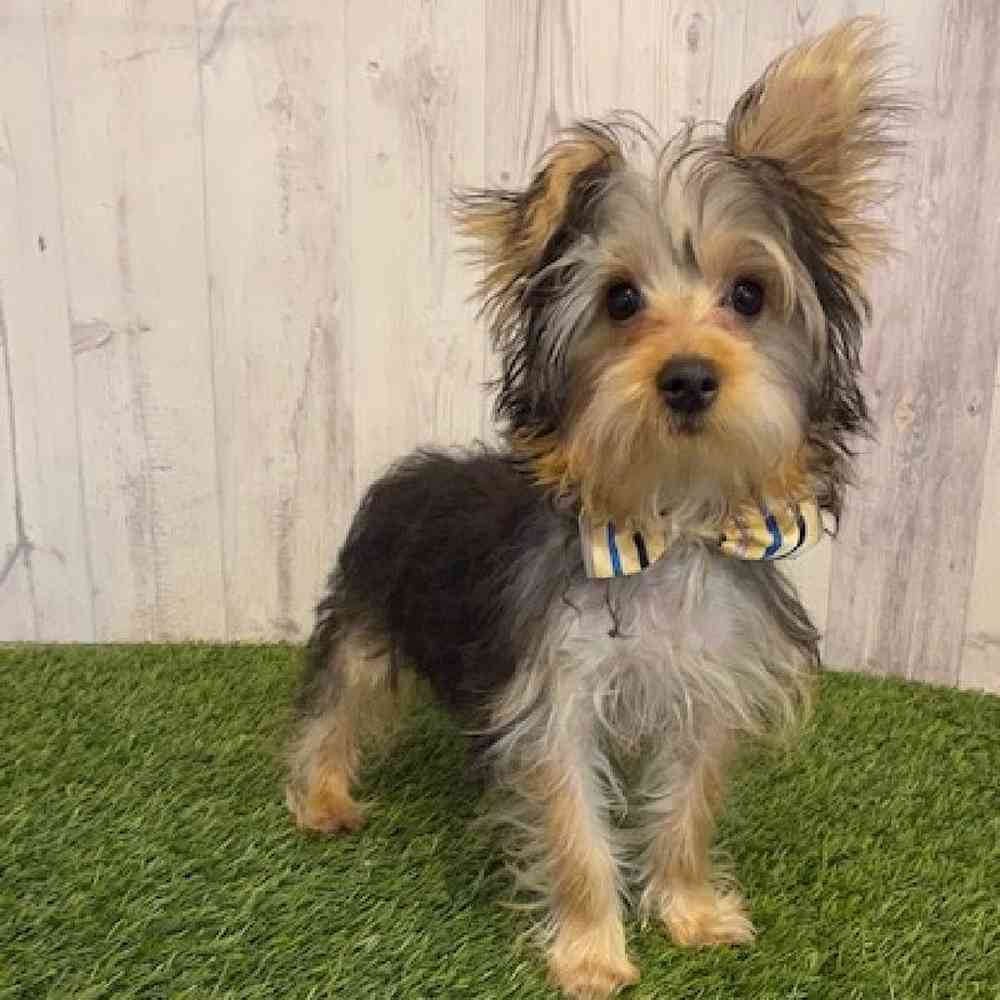 Male Yorkshire Terrier Puppy for Sale in Saugus, MA