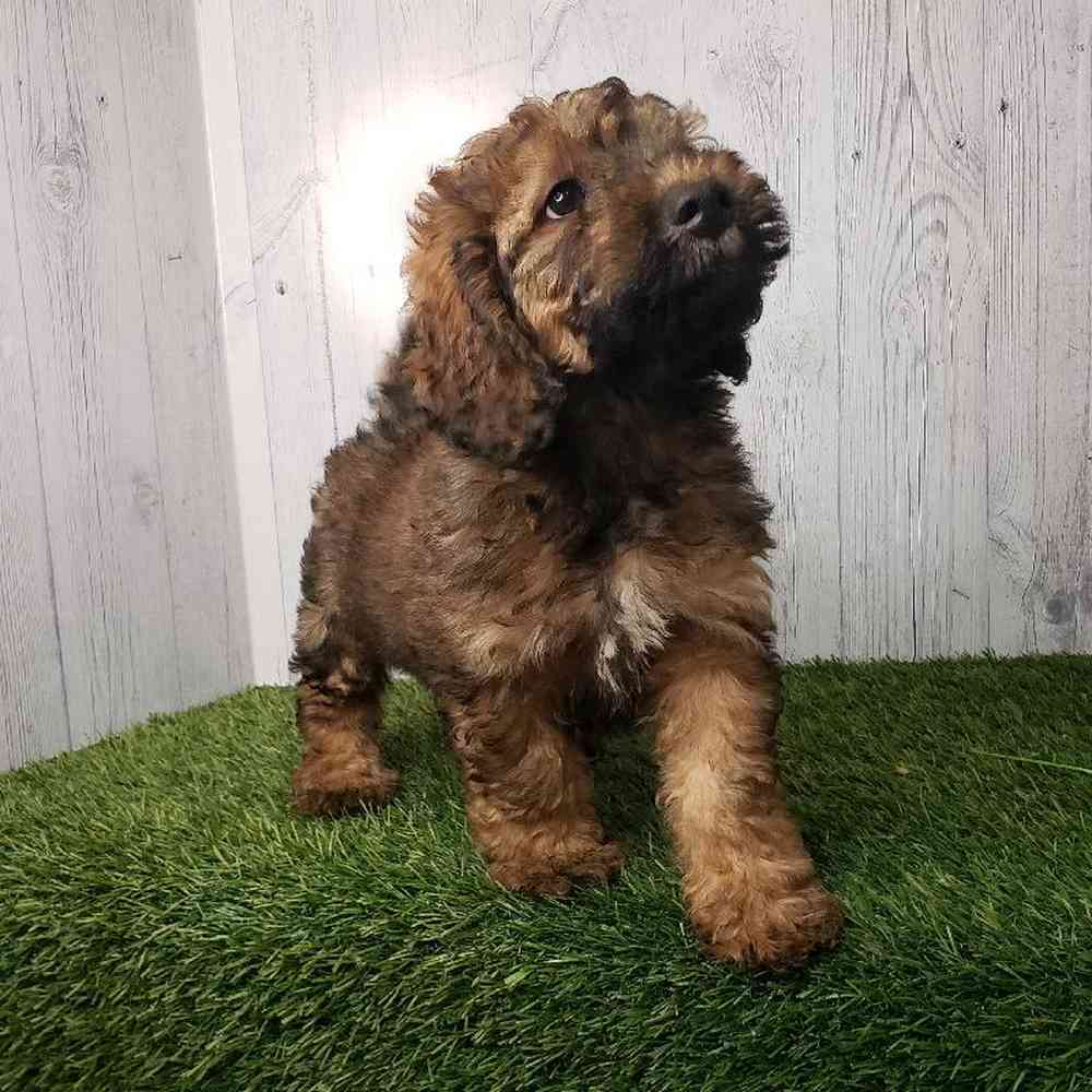 Male Mini Goldendoodle 2nd Gen Puppy for sale