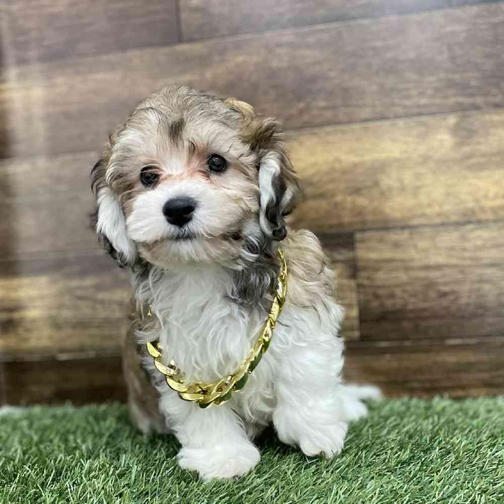 Male Hava-Chon Puppy for Sale in Braintree, MA