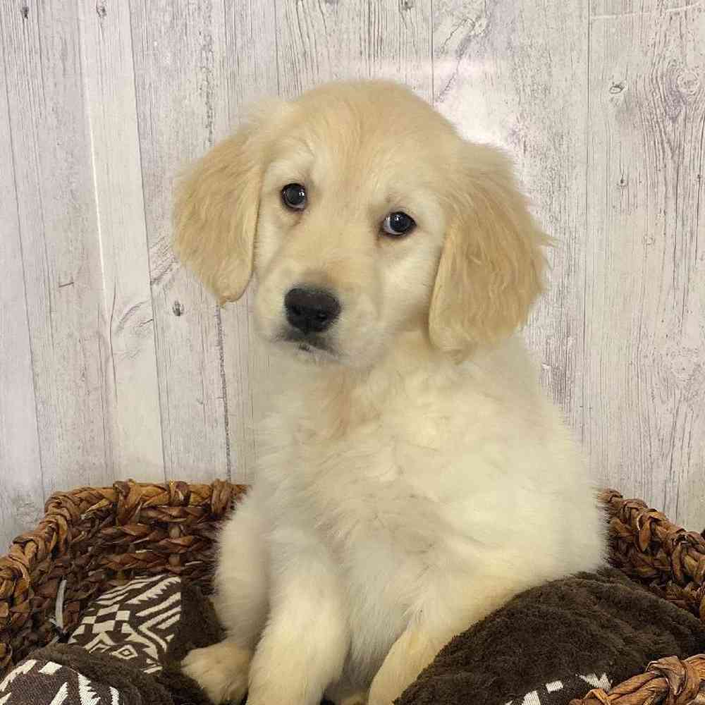 Female Golden Retriever Puppy for Sale in Saugus, MA