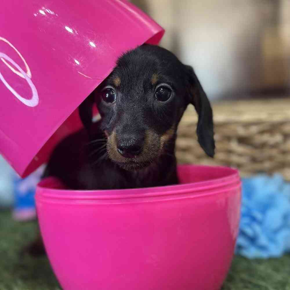 Female Dachshund Puppy for Sale in Saugus, MA
