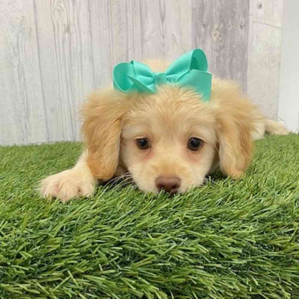 Cockapoo 2nd Gen For Sale Pet Express Braintree